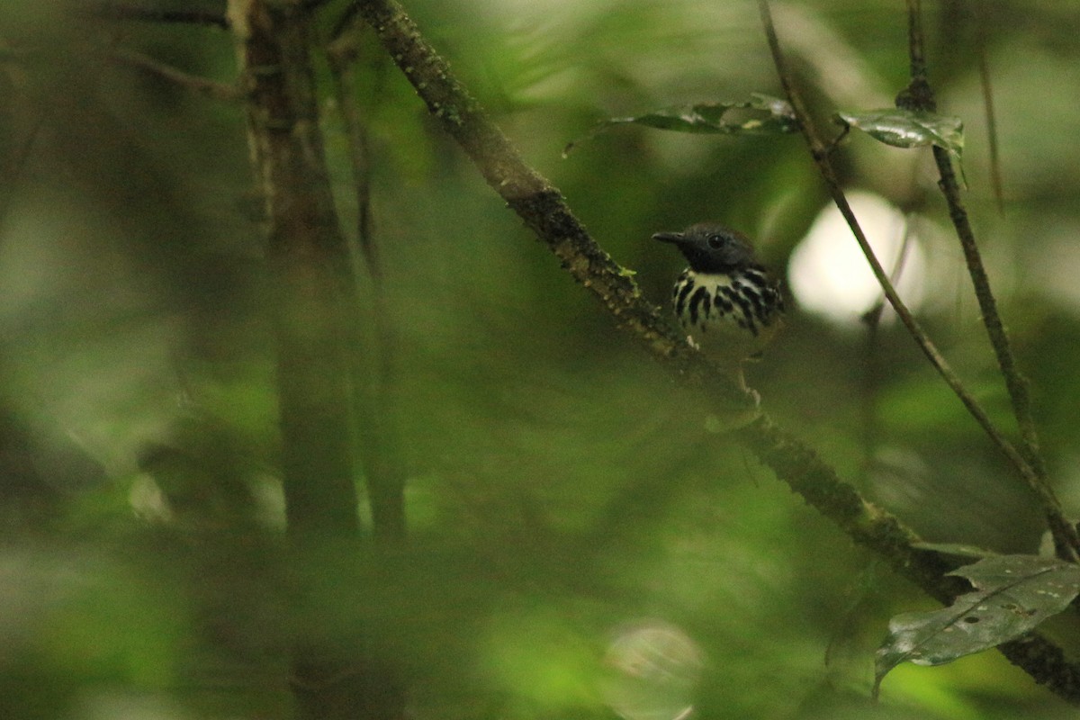 Spot-backed Antbird - ML581338461