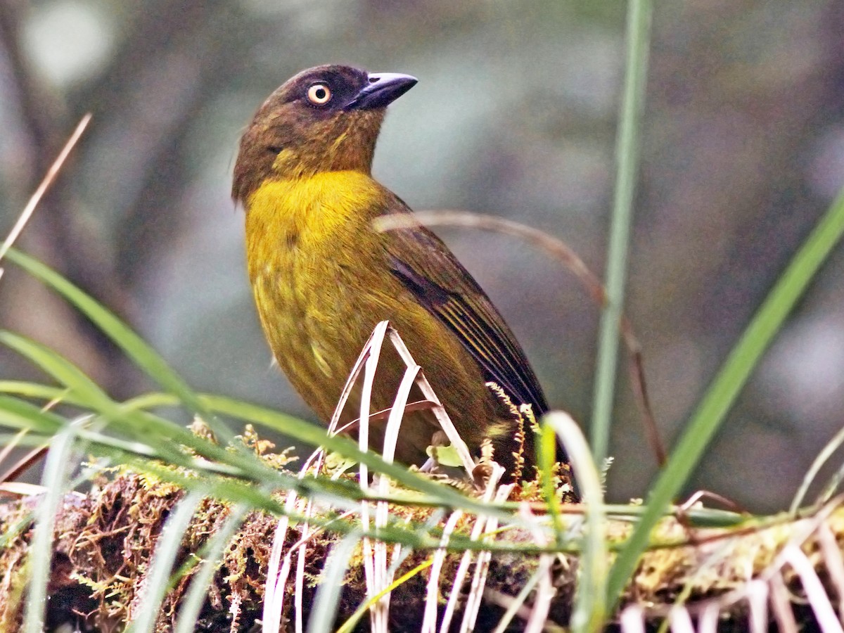 Pirre Chlorospingus - Chlorospingus inornatus - Birds of the World