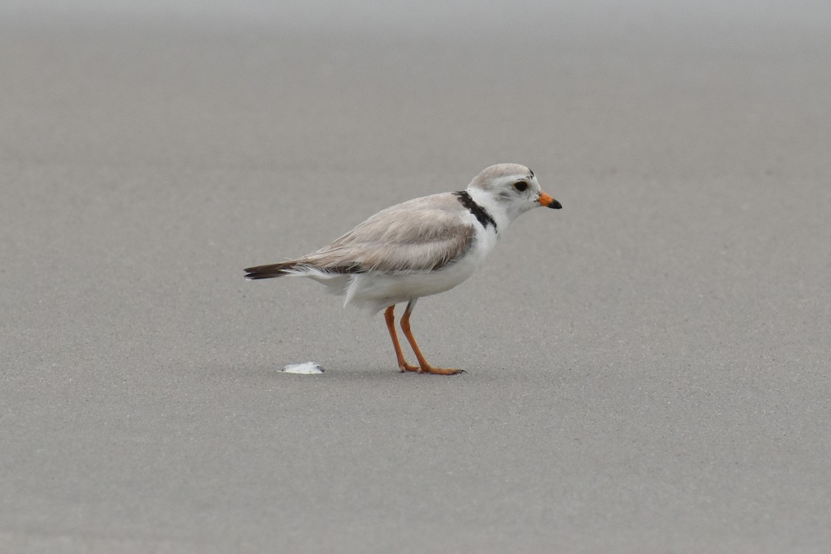 Piping Plover - D K