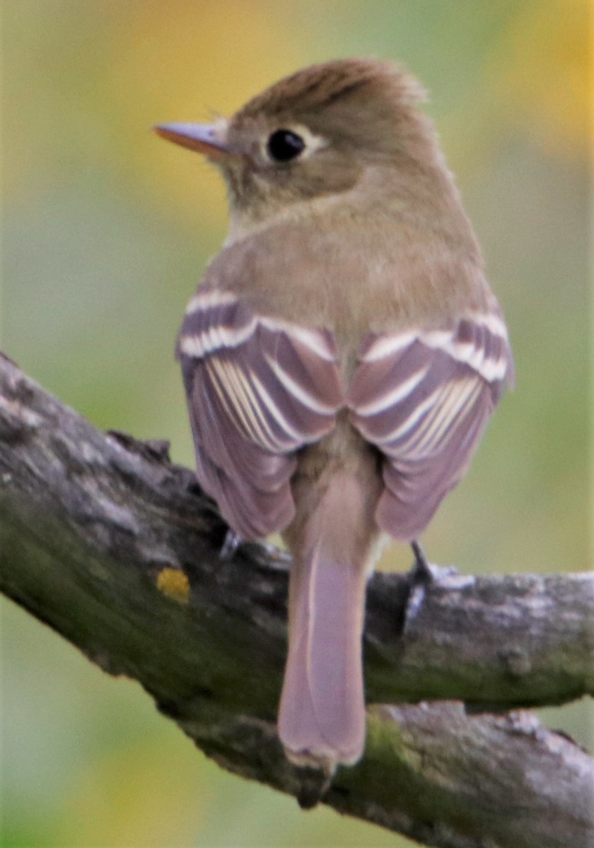 Western Flycatcher (Pacific-slope) - ML581339051