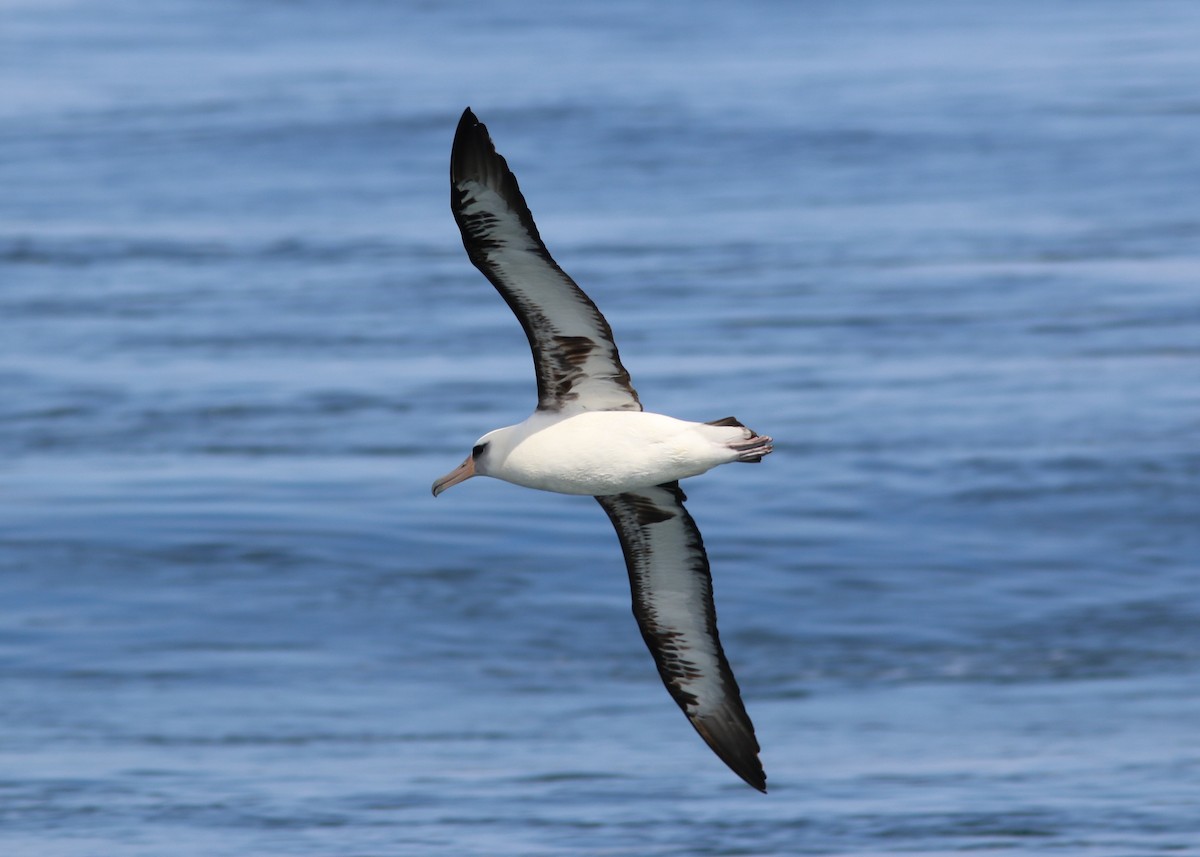 Laysan Albatross - Richard MacIntosh