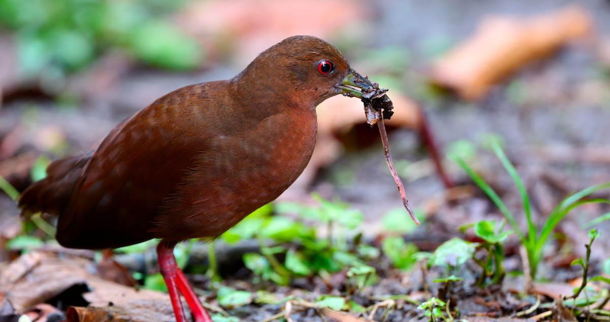 Uniform Crake - Mike Melton