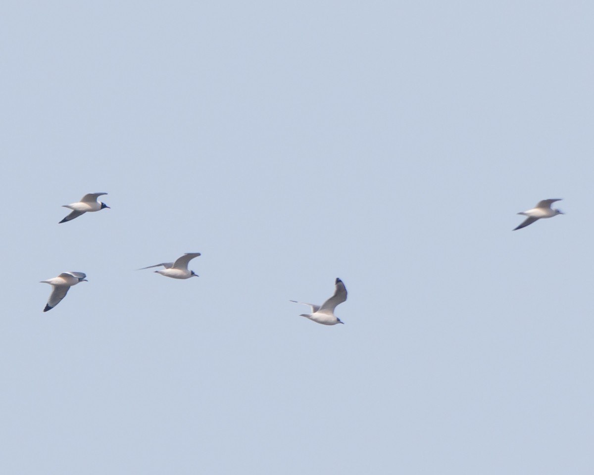 Franklin's Gull - ML581340751