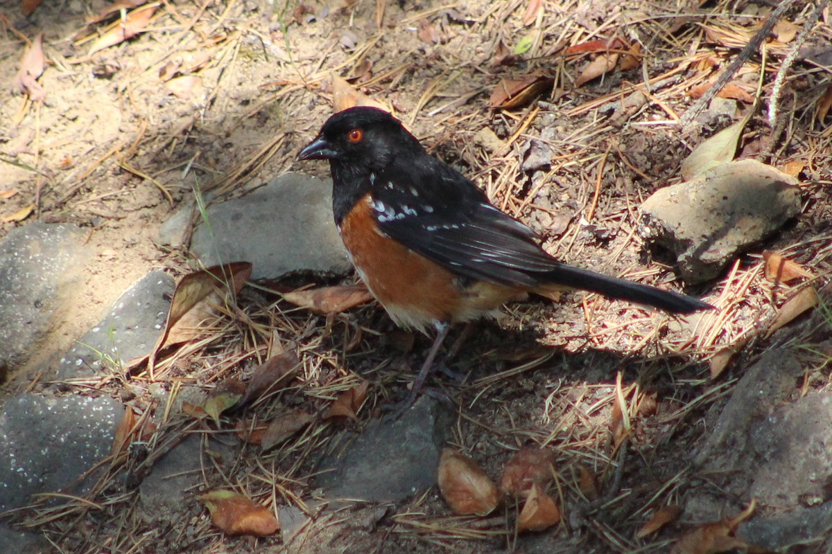 Spotted Towhee - ML581340791
