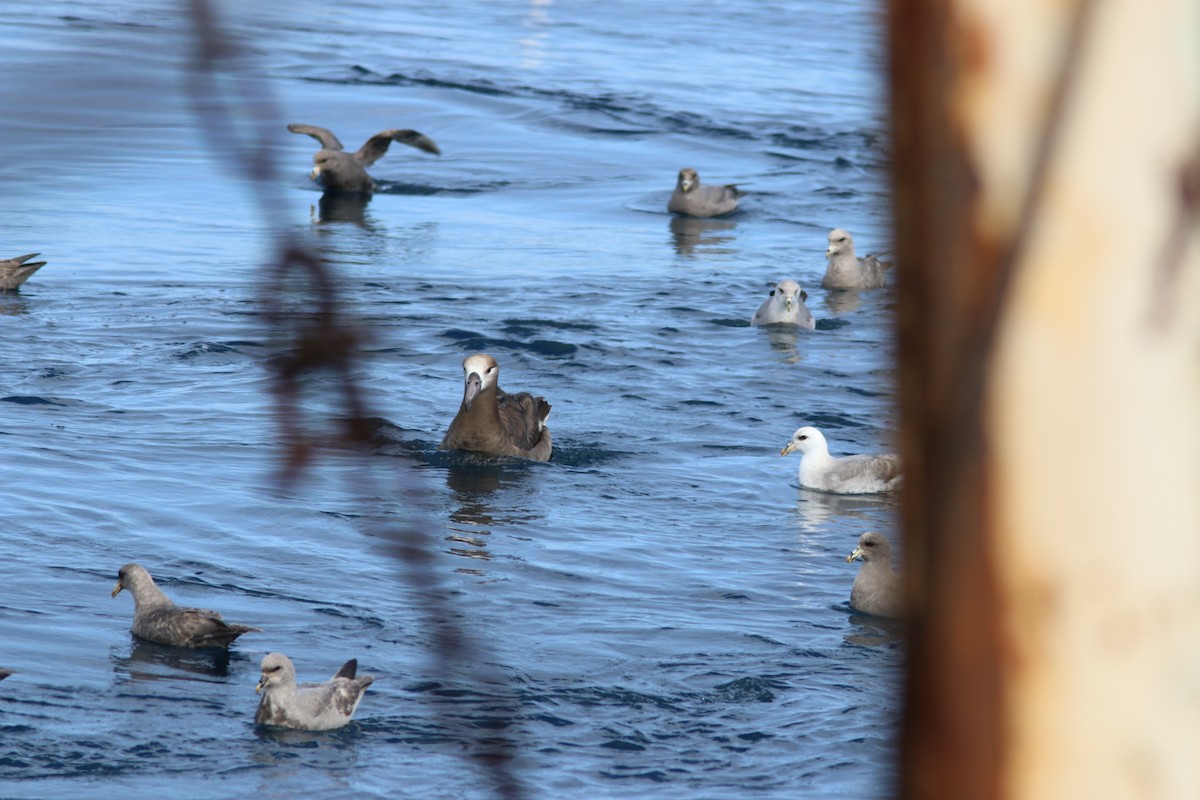 Black-footed Albatross - ML581341281