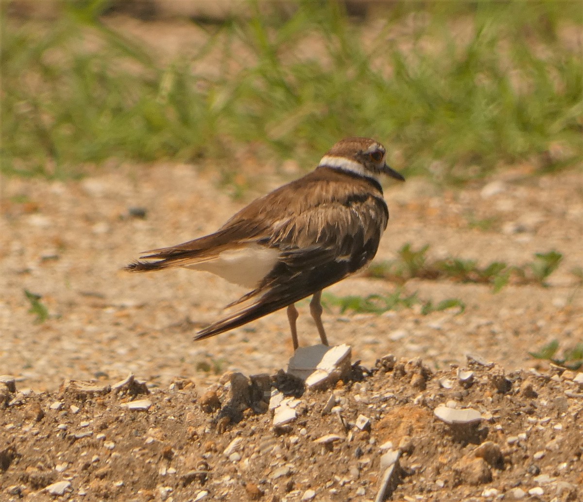 Killdeer - ML581341821