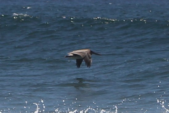 Brown Pelican - ML581342151
