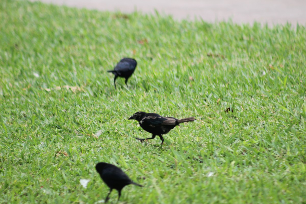 Shiny Cowbird - Ashley Arenas Valeriano