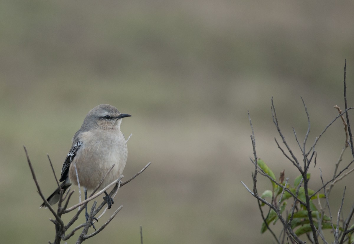 Patagonian Mockingbird - ML58134301