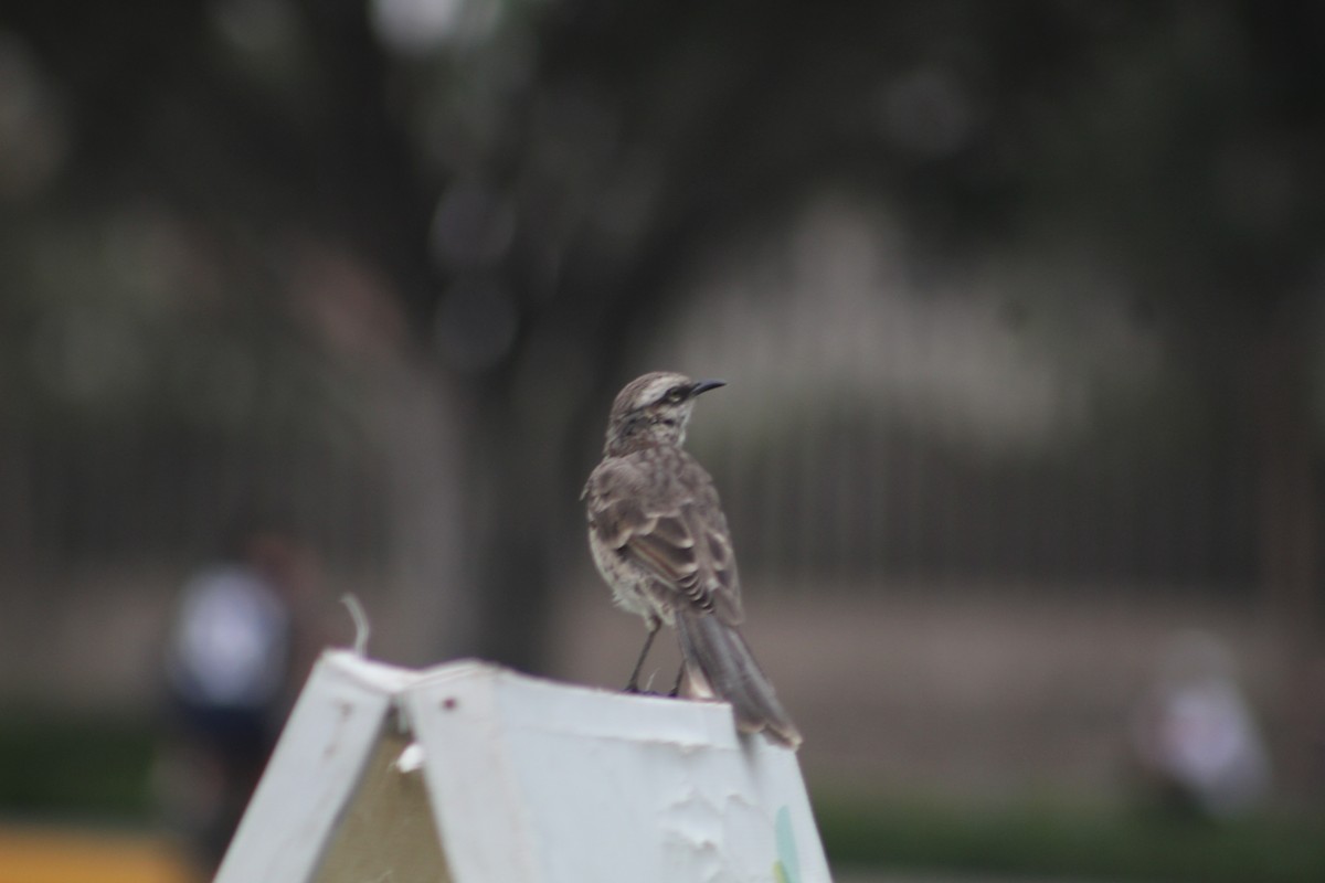 Long-tailed Mockingbird - Ashley Arenas Valeriano