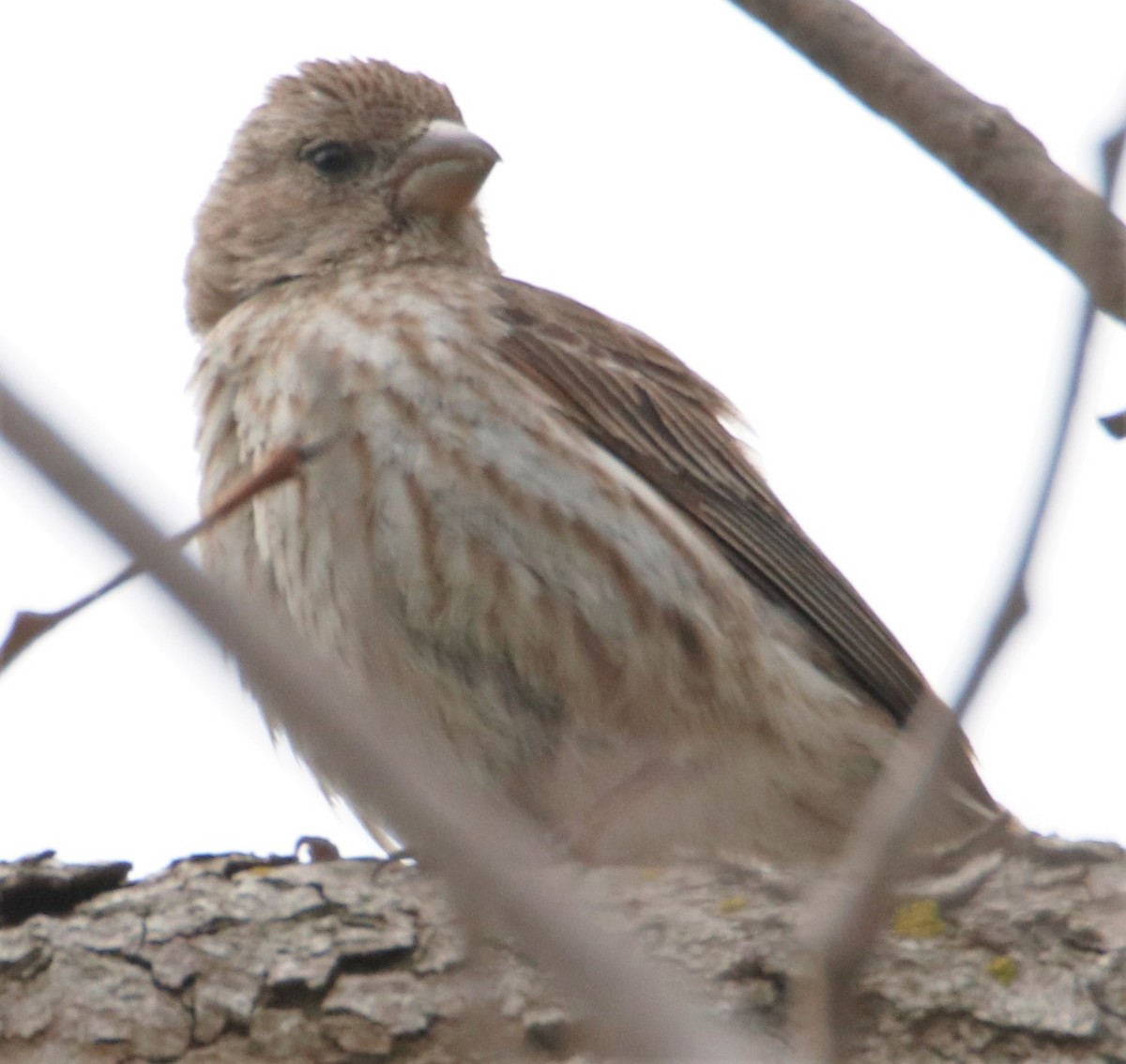 House Finch - Barry Spolter