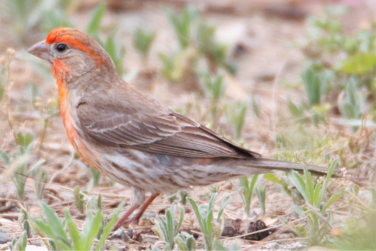 House Finch - Barry Spolter