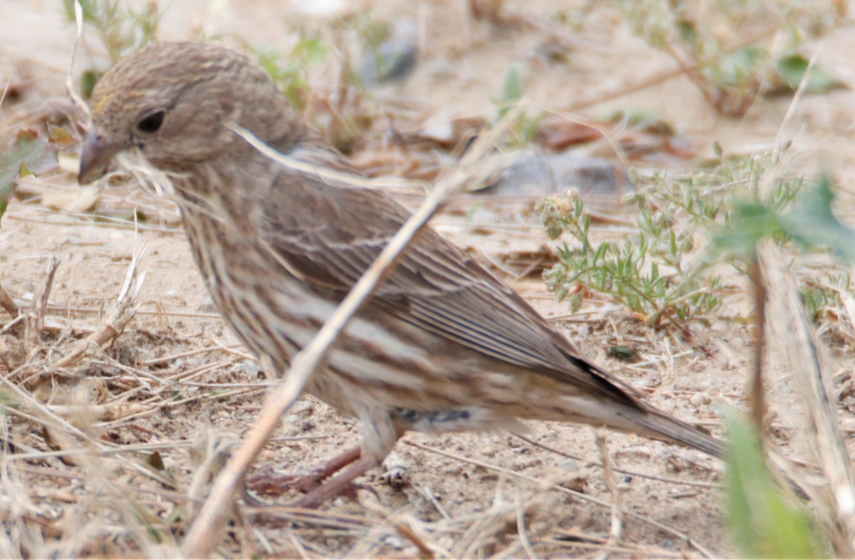 House Finch - ML581343381