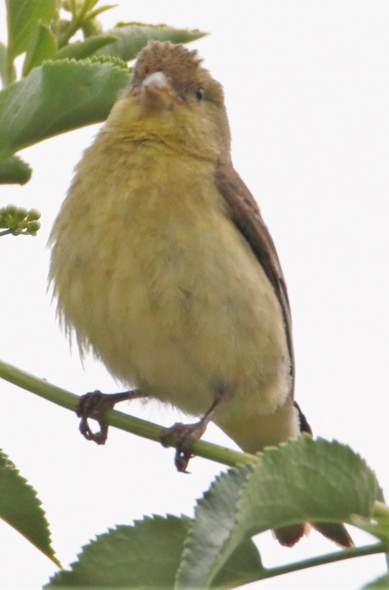 Lesser Goldfinch - ML581343481