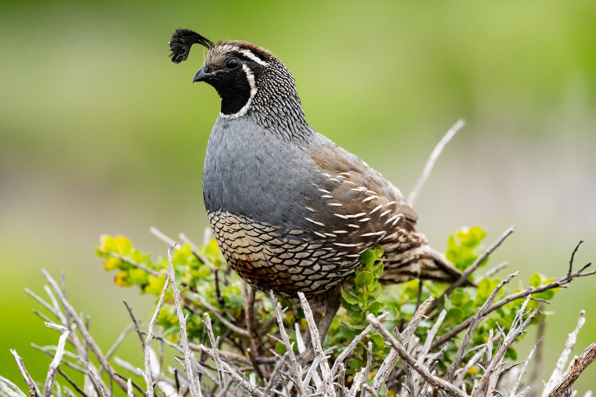 California Quail - Drew Miller