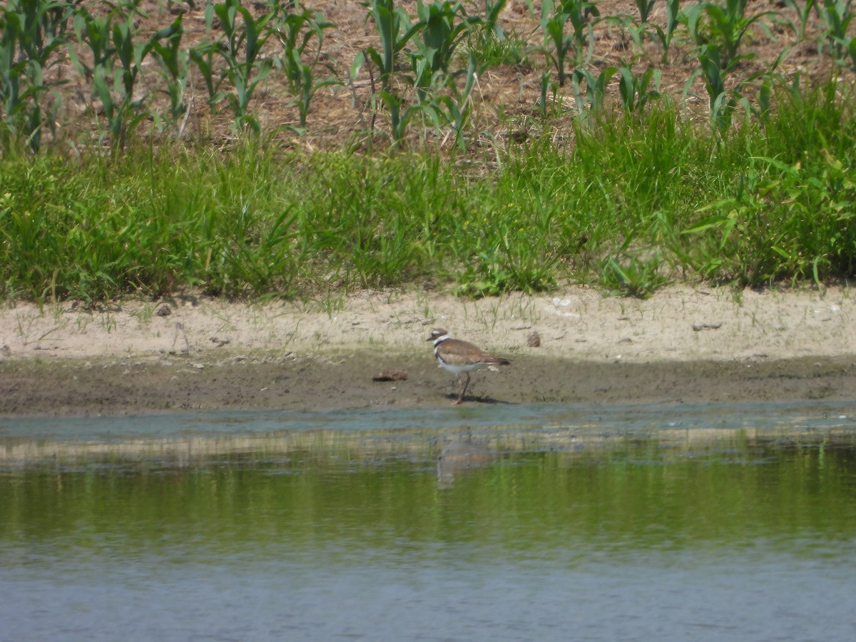 Killdeer - ML581344471