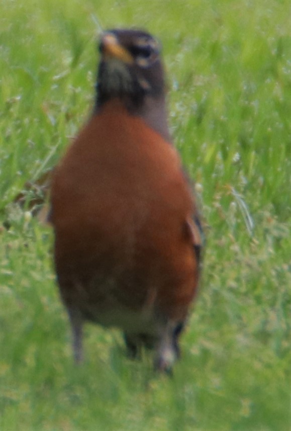 American Robin - ML581344801