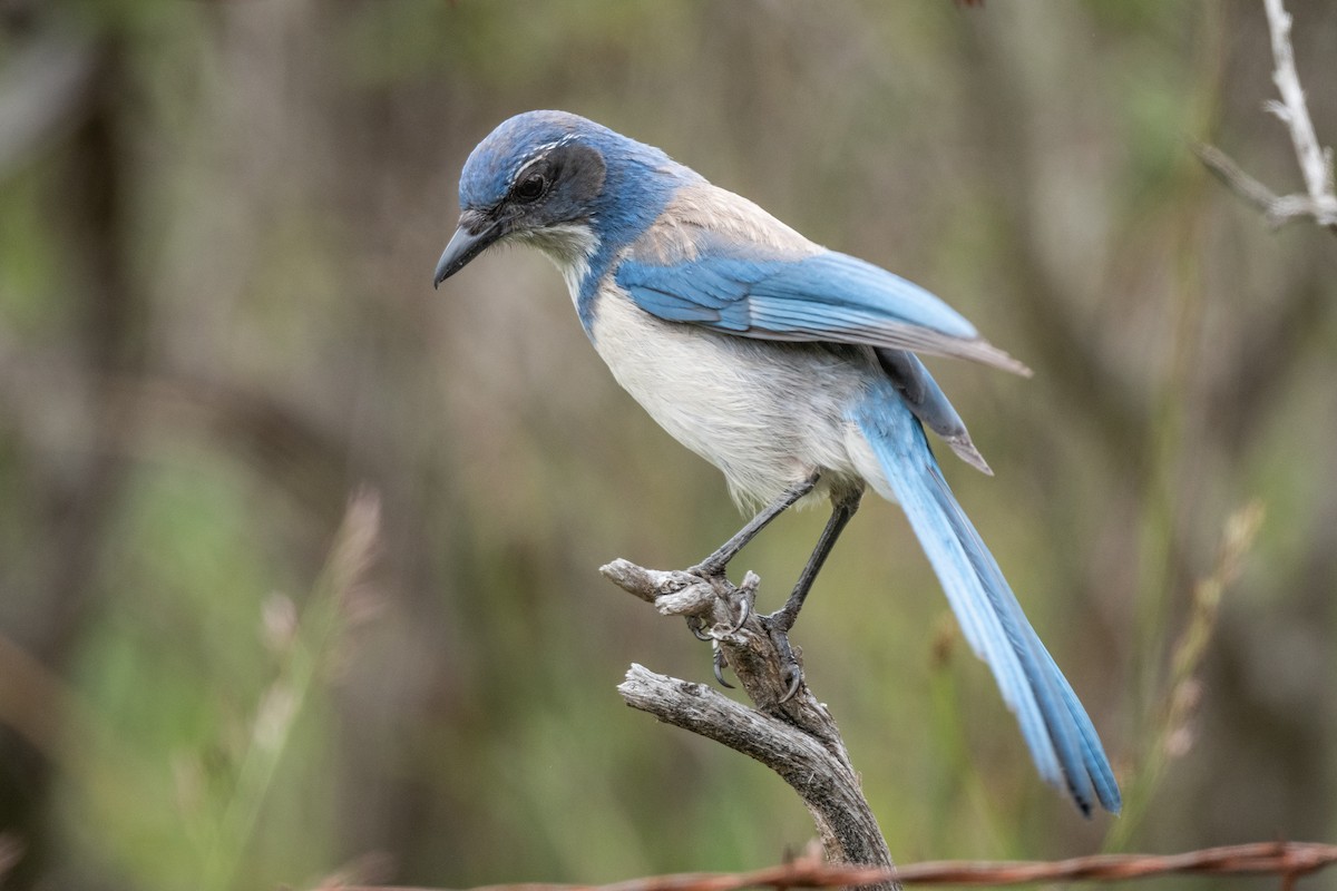 California Scrub-Jay - Drew Miller