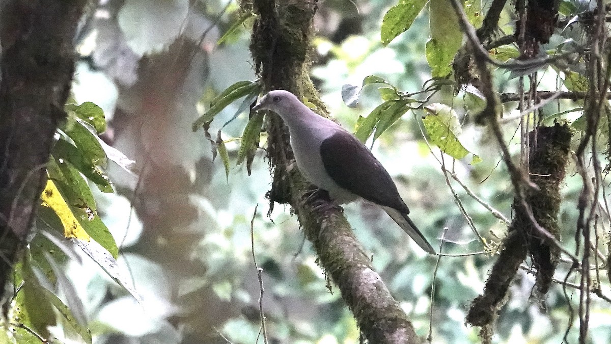 Mountain Imperial-Pigeon - ML581345711
