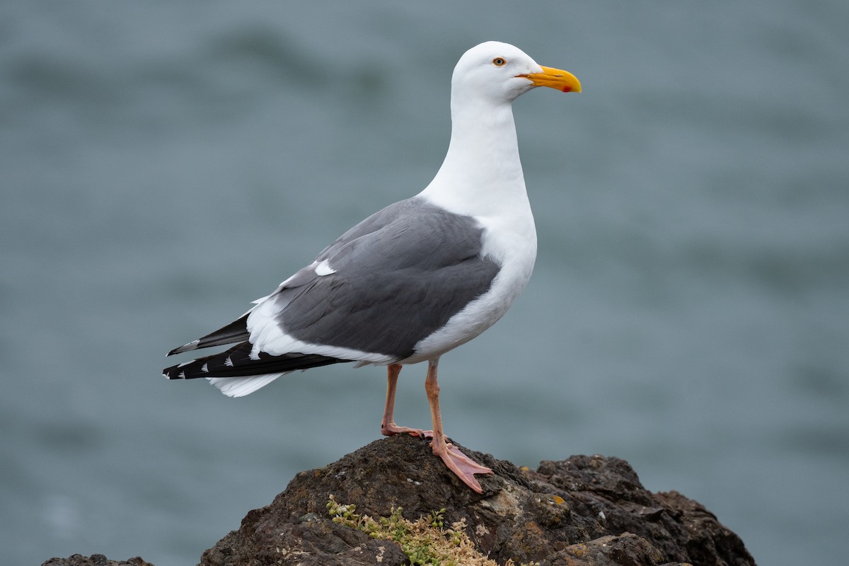 Western Gull - Drew Miller