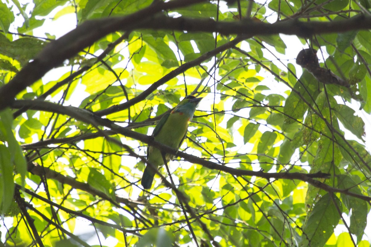 Yellow-crowned Barbet - ML581347611