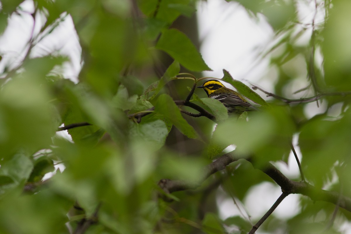 Townsend's Warbler - ML581347771
