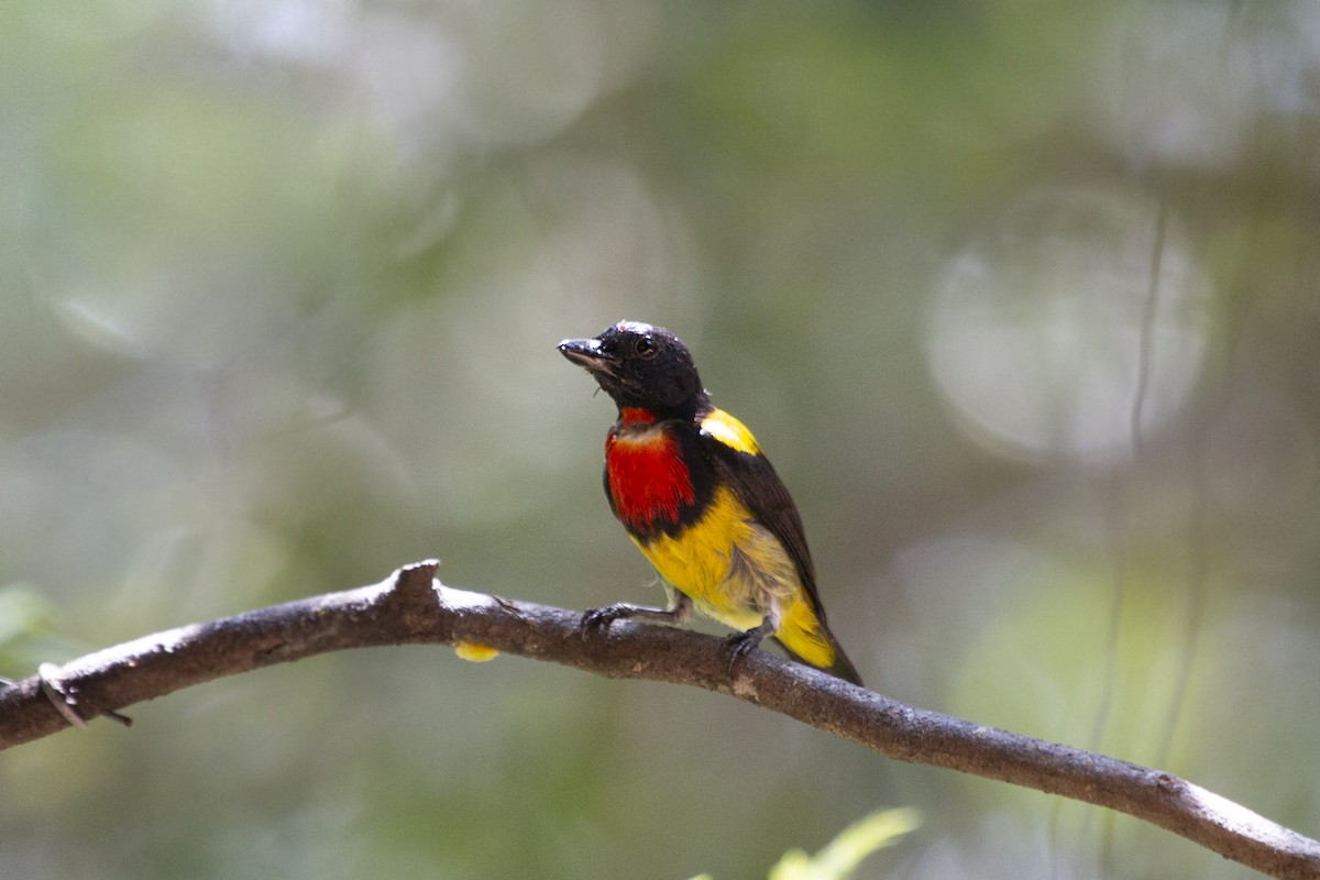 Scarlet-breasted Flowerpecker - Levi Kelder