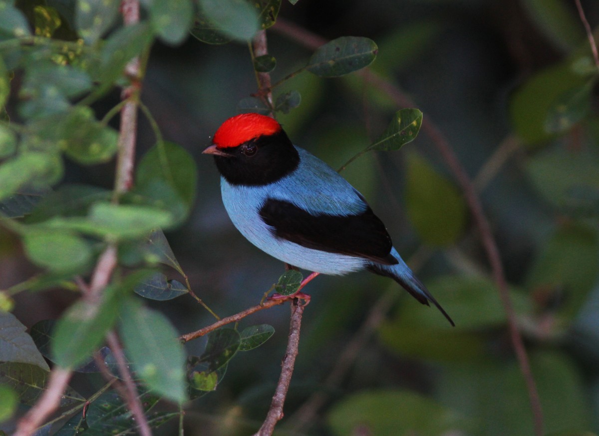Swallow-tailed Manakin - Alex Mesquita / Cariama Ecotur