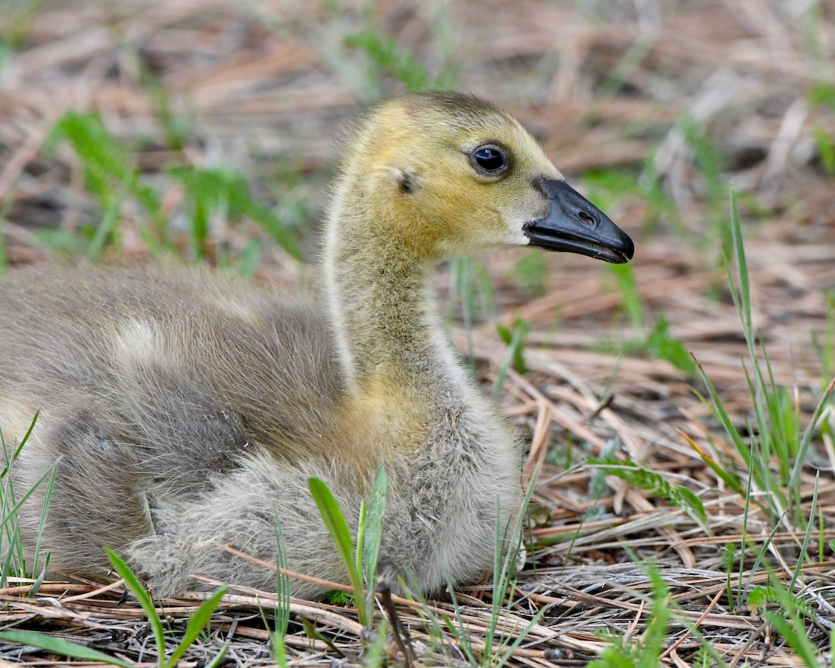 Canada Goose - ML581349441