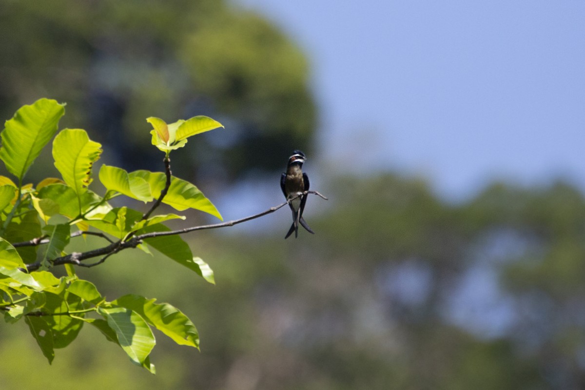 Whiskered Treeswift - ML581349461