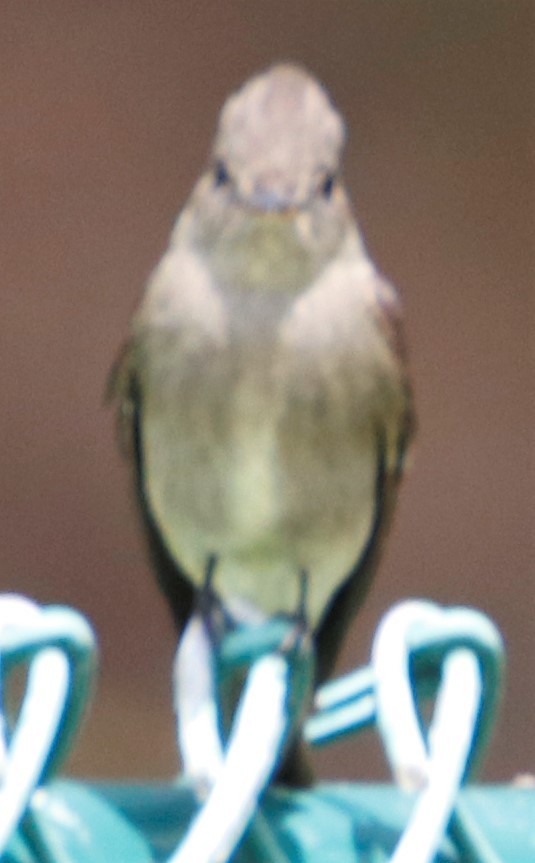 Western Wood-Pewee - Barry Spolter