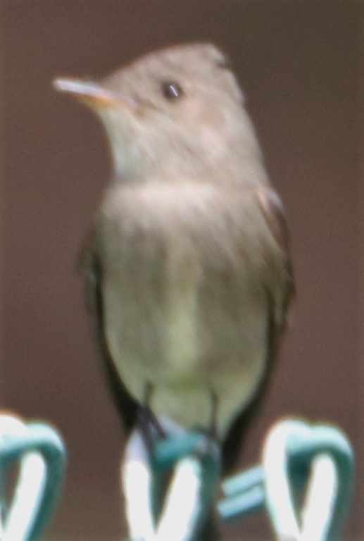 Western Wood-Pewee - ML581349501