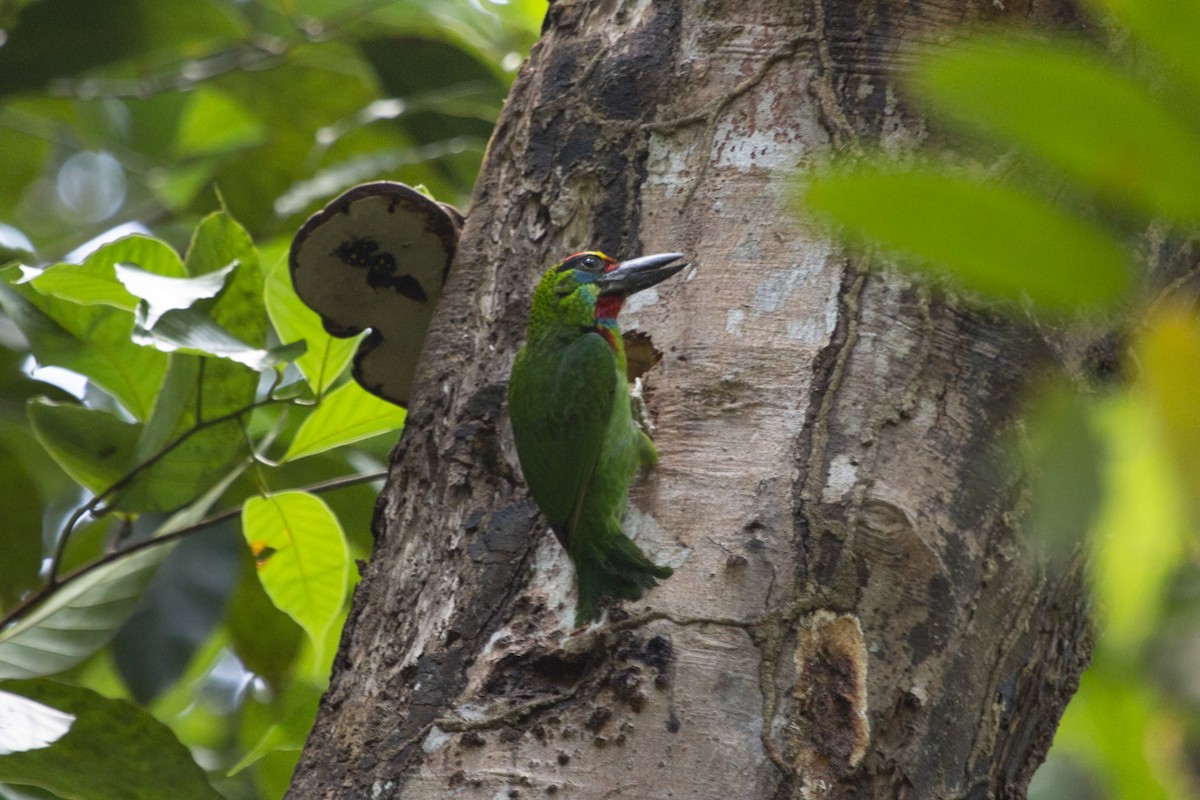 Red-throated Barbet - Levi Kelder