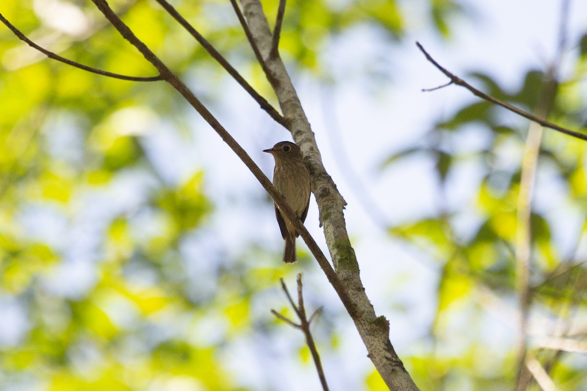 Brown-streaked Flycatcher - ML581350071