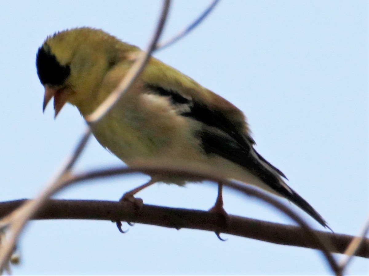 American Goldfinch - ML581350271