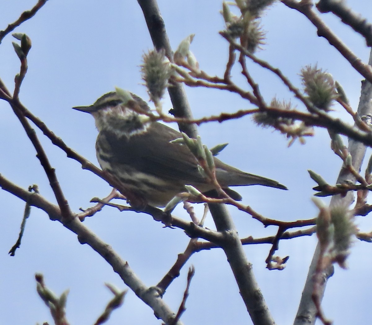 Northern Waterthrush - ML581350721