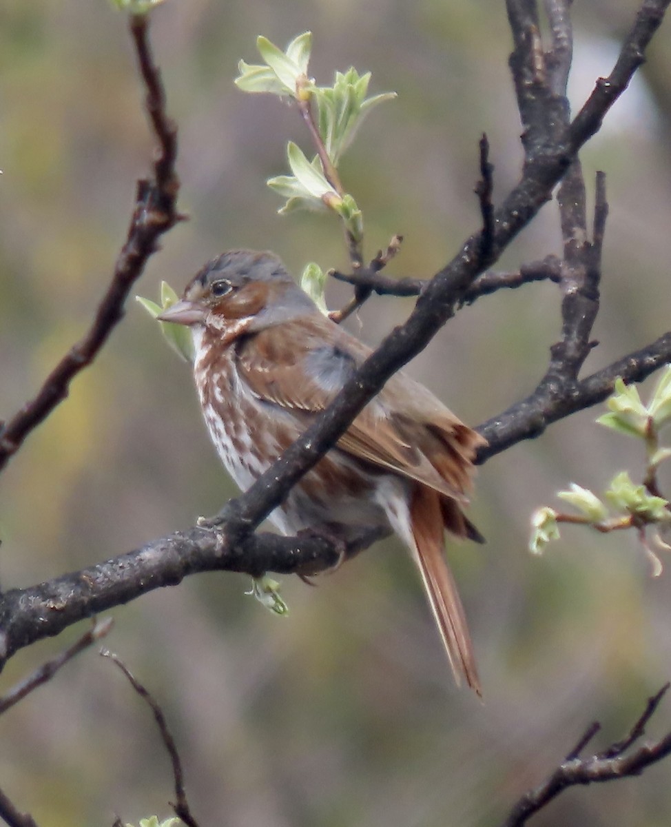 Fox Sparrow (Red) - ML581350881