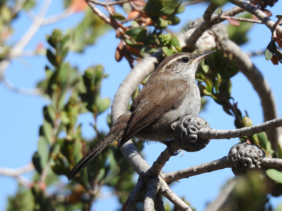 Bewick's Wren - ML581350891