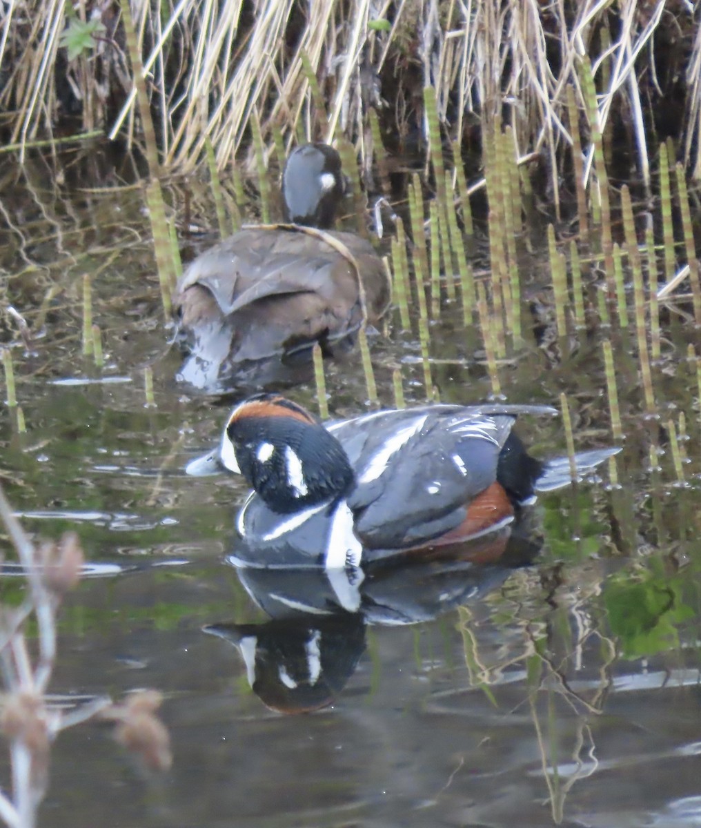 Harlequin Duck - ML581350941