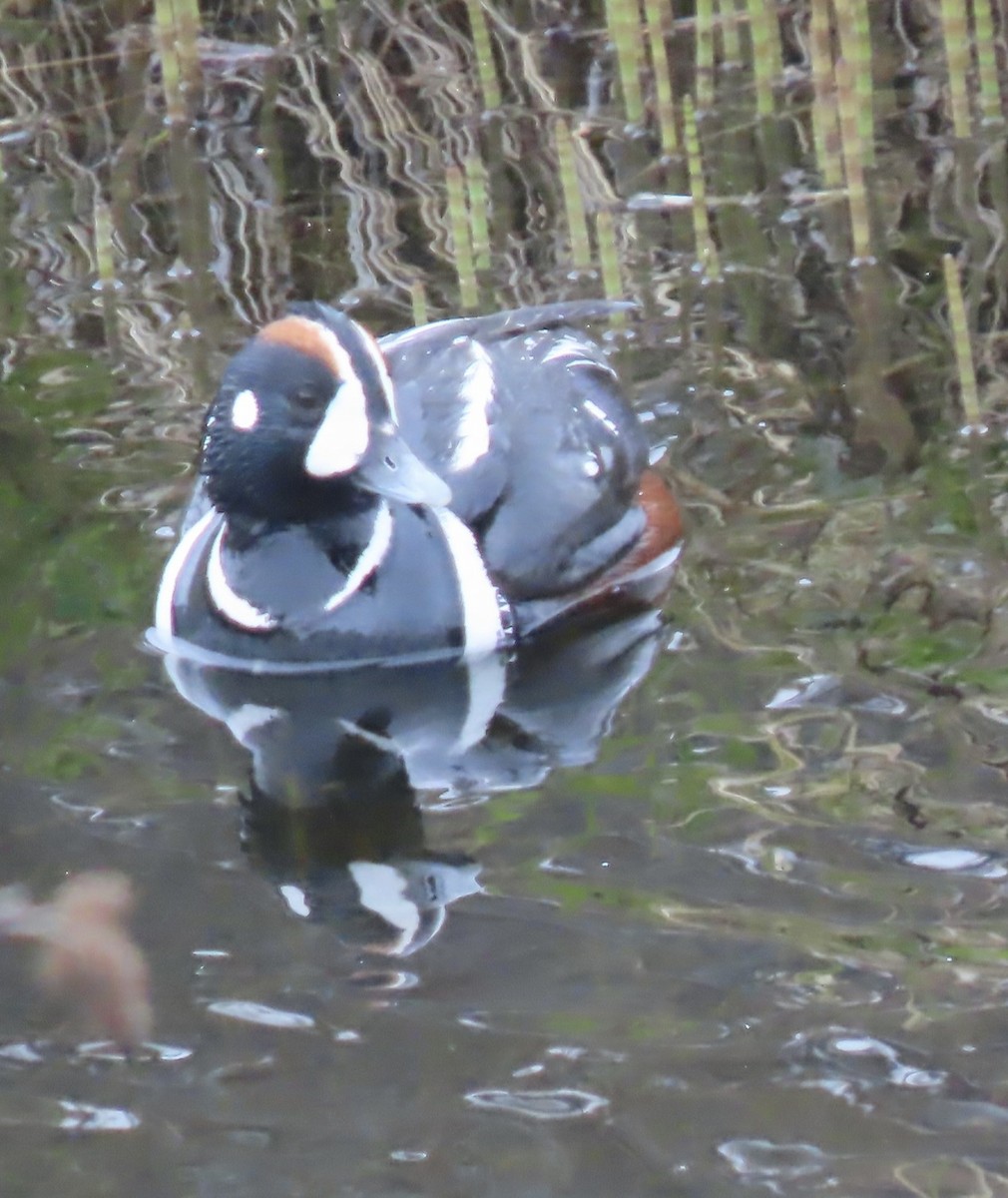 Harlequin Duck - ML581350991