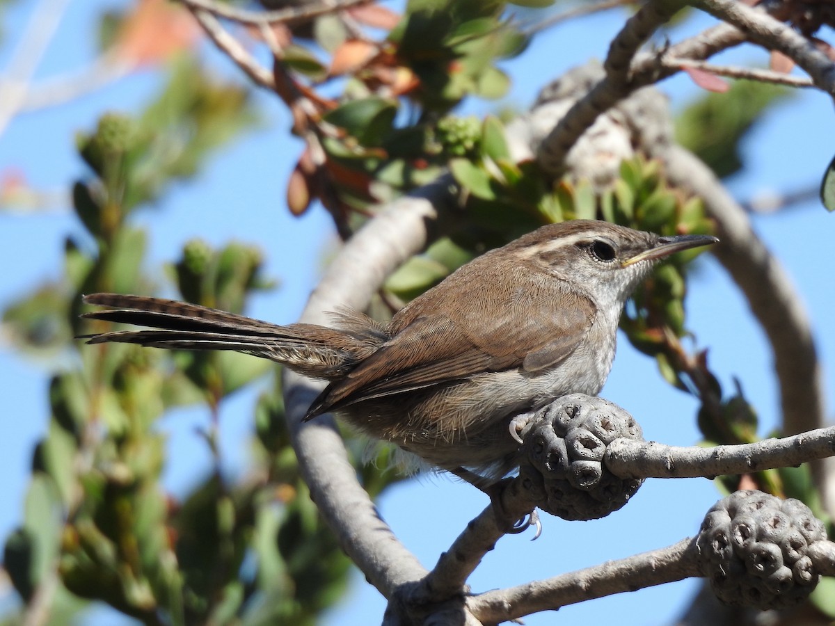 Bewick's Wren - ML581351021