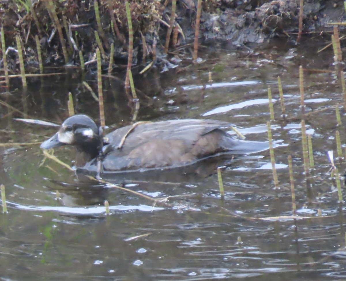 Harlequin Duck - ML581351091