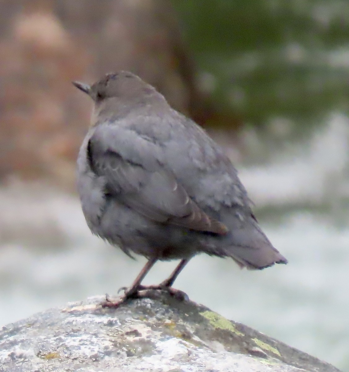 American Dipper - ML581351151