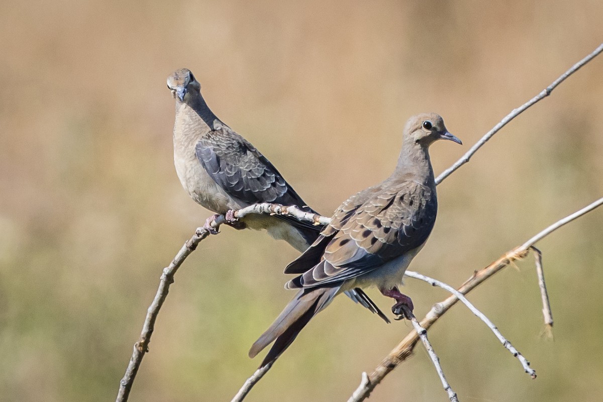 Mourning Dove - ML581351311