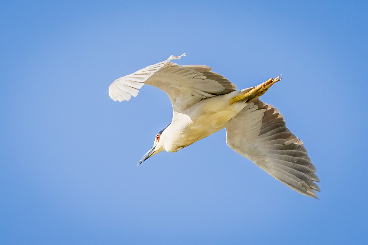 Black-crowned Night Heron - ML581351381