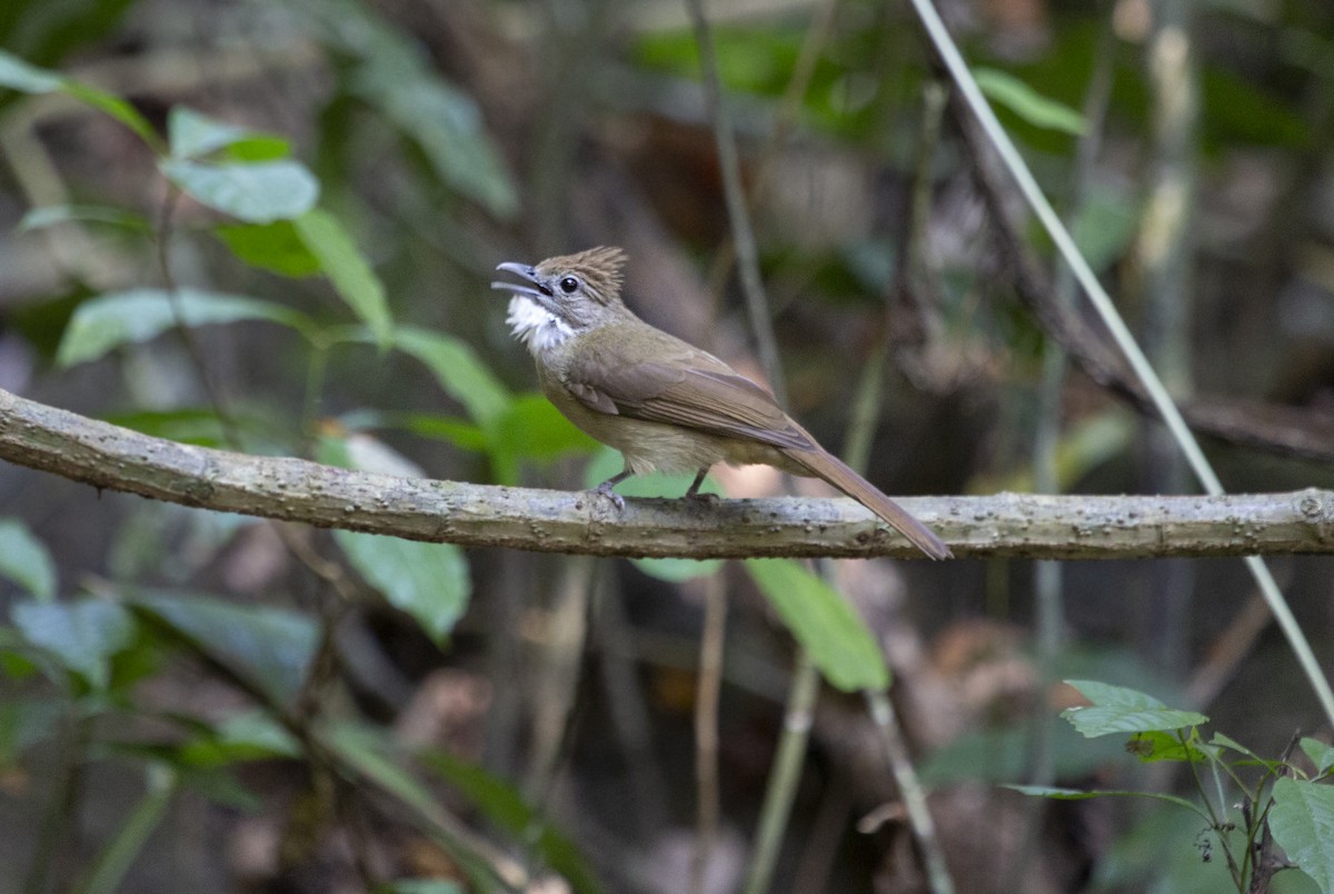 Bulbul Ocráceo - ML581351391