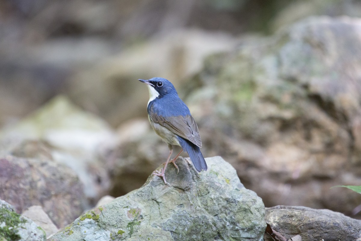 Siberian Blue Robin - ML581351401