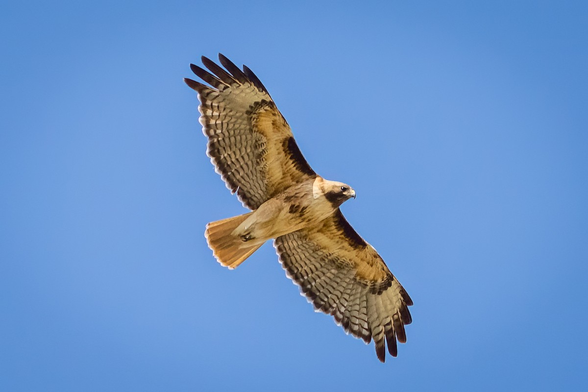 Red-tailed Hawk - ML581351471