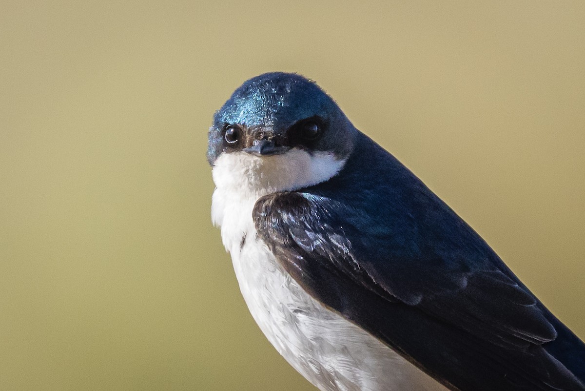 Tree Swallow - ML581351591