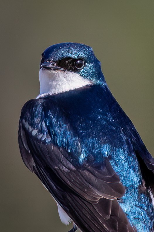 Tree Swallow - ML581351601